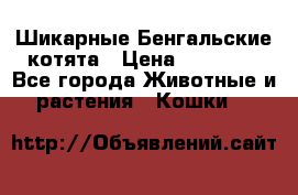 Шикарные Бенгальские котята › Цена ­ 25 000 - Все города Животные и растения » Кошки   